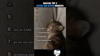 Рейтинг 9 самых милых грустных моментов с котятами!