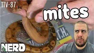How to get eliminate SNAKE MITES for good | The Trap Vlogs 87