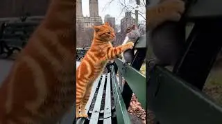 The Wall-Slammer #Kabedon ​#WallSlam ​#WallSmack ​#TabbyCat ​#NYCStreetCats #ShyPets #PetBlush