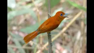 Northern Rufous Paradise-flycatcher in UP Diliman