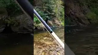 🎣 fishing in Himalayan trout fish 🐠 in angling 🎣#viral #fishing #video #youtubeshorts