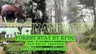 Nelliyampathy Forest Stay | KFDC Forest Lodge at Pakuthipalam | Adventurous Off-Road Jeep Drive