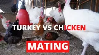 We Should Be Harvesting Turkey Eggs But...