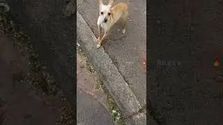 PINSCHER 🔥/ Pinscher Barking #dogshorts