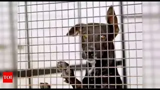 Paying Rs 50 fine for animal cruelty may soon be over as govt mulls stricter law | India News - Time