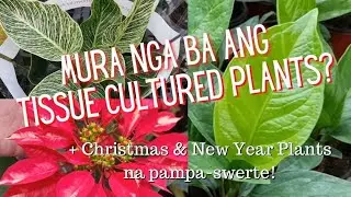 MURANG HALAMAN SA SILANG CAVITE FROM AGRIKULTURA FARM | Ruth D. Garden | Garden Visit #69