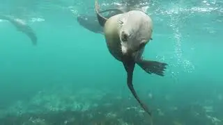 Swimming Seal Looking Cute | Seal Swimming in Ocean | Cute Sealion | Sea lion HD Videos.