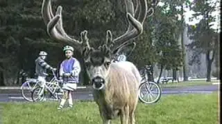 BIRD DOG POINTS HUGE EASTERN OREGON MULE DEER BUCKS! - By: Norm Rasmussen