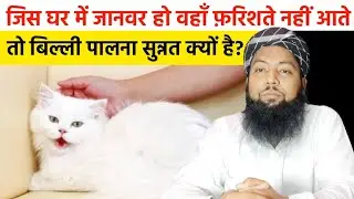 Jis Ghar Me Janwar Ho Usme Farishte Nahi Ate To phir Billi Palna Sunnat Kyun Hai | #shorts | #short