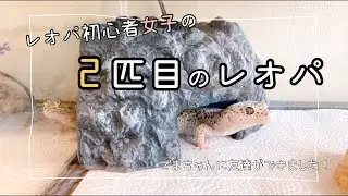レオパ初心者女子の2匹目レオパ