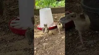 Baby peacock shaking his tail feather