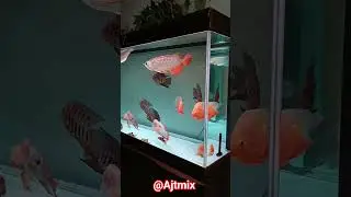 Luxury Aquarium Setup 🐠 | Arowana, Flowerhorn & Discus Fish Collection | Home Aquarium #ajtmix