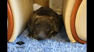 Hestia Cerberus Illusion - Cimarron Uruguayo puppy - obedience training