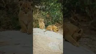 Four Little Lion Cubs Playing In The Sand