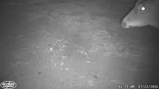 Trail Camera 2025 Collection #50 - Deer,Birds, & More #wildlife #outdoors #trailcam #nature #viral