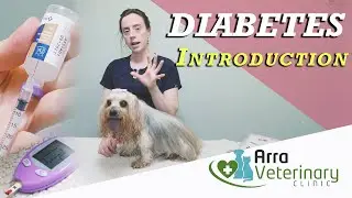 Caring For Your Diabetic Pet: An Introduction to Diabetes - DIABETES (Part 1)