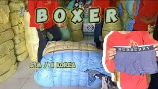 Bongkaran Ball Boxer (51M H Korea 😍)