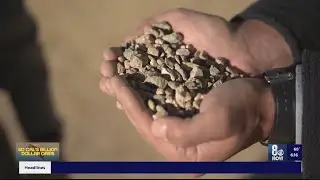 Modern-day gold rush