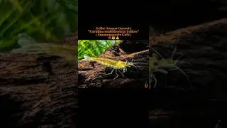 Gelbe Amano Garnele / Amanogarnele Gelb | TOP Algenfresser | Caridina multidentata var. Yellow