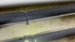 How the Odorous House Ants Got Into the Home