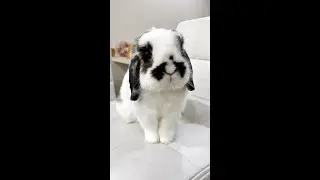 What I thought grooming a bunny is like 🐰