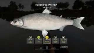 Russian Fishing 4 | Trophy Beloribitsa Whitefish | Ahktuba River