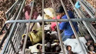 Active carbon manufacturing factory. Collecting coconut shells