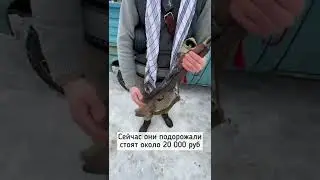 Сколько сейчас стоит СКС - Самозарядный карабин Симонова СХП ?