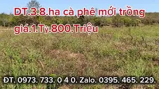 Chủ cần sang nhượng. 3,8 ha cà phê mới trồng. Giá.1.Tỷ800.Triệu