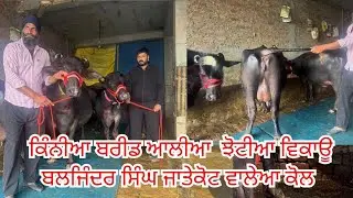 29 December 2025 ਫੋਨ 70082-42705 👈 6 ਝੋਟੀਆ ਵਿਕਾਊ ਬਲਜਿੰਦਰ ਸਿੰਘ ਜਾਤੇਕੋਟ ਵਾਲੇਆ ਕੋਲ 