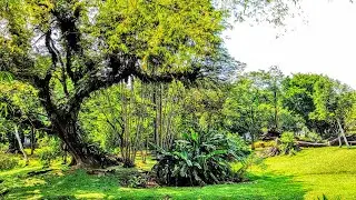 MALAYSIA 🇱🇷 EXTREME RELAXING TIME WITH THE NATURE IN THE MOST BEAUTIFUL PARK 🌳🐦🌻🐿️