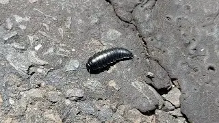 Ground beetle larva curling up