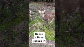 Как же красива #Япония #нара #олени #japan #nara #naradeerpark #deers #woodworking #sakura #сакура