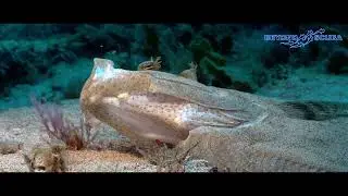 Yawning Peacock Flounder (Bothus mancus)