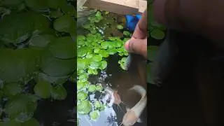 Albino and spotted catfish😺🐠/#albinocatfish#spottedcatfish#pander'sfishies#shorts