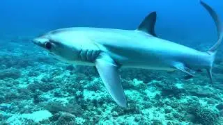 Curious thresher shark (tibur&oacute;n zorro curioso) - Malapascua (Philippines)