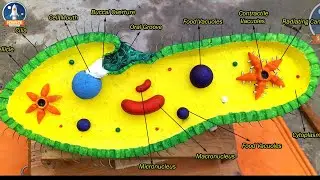 Paramecium 3d Model || Paramecium Model for School || How to make paraecium Model