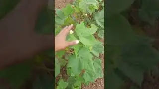 Trap crops commonly used in pest management -&nbsp;Bhendi/okra&nbsp;in cotton to trap bollworms.