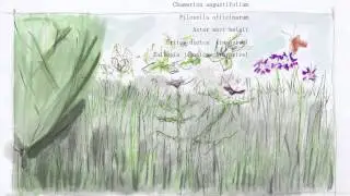 Blackburn Meadows - site investigations and some projected forms