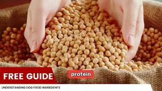 Understanding Dog Food Ingredients