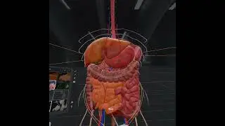 BodyMap - Powerful VR Anatomy Learning and Training Platform
