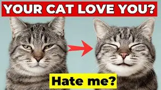 7 Hidden Signs Your Cat Secretly Adores You Most Owners Miss