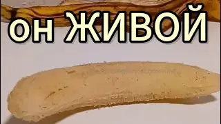 Живой банан