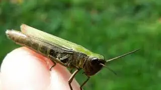 Chorthippus biguttatus