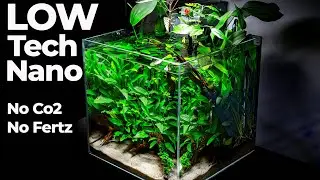 Small Nano Aquarium, Huge Results: Eheim Liberty 75