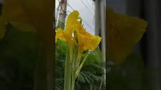 BUNGA KANA   II  BUNGA TASBIH  II   Tanaman bunga kana  tumbuh subur dan berbunga #bunga  2