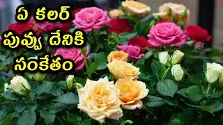 types of roses and color representation of roses