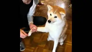 I am Claire  3歳の秋田犬クレア　大好きな親戚お出迎え❤️