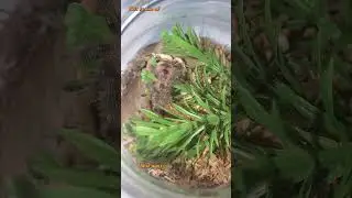 My Other Brazilian Pinkbloom Tarantula (Pamphobeteus Platyomma) #tarantula #shorts #shortfeed