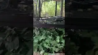common marmoset callithrix jacchus